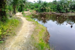 Peatland-Area-in-shabunda